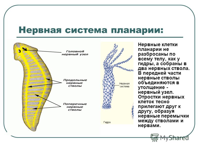 Как зайти на мегу какой браузер скачать